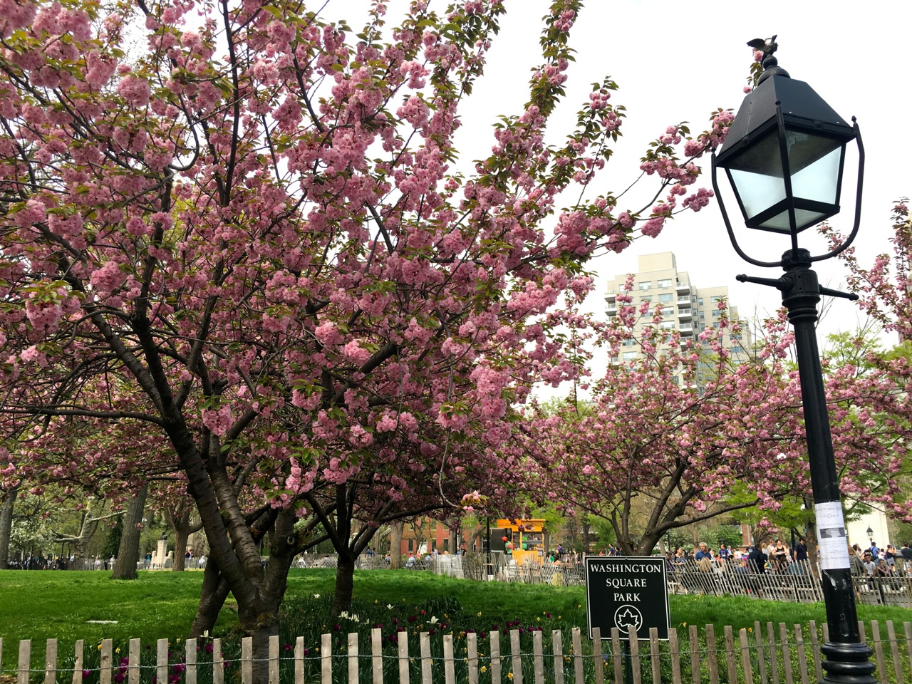 Washington Square