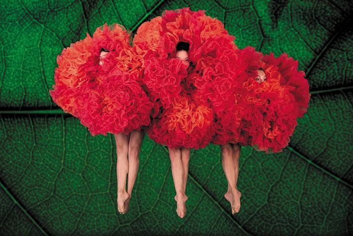 Momix 1 Copie 2