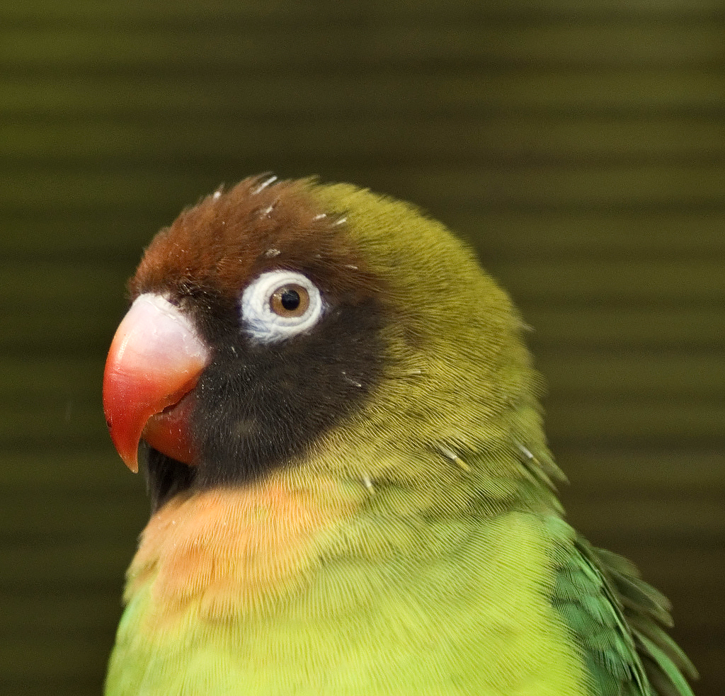Nigrigenis