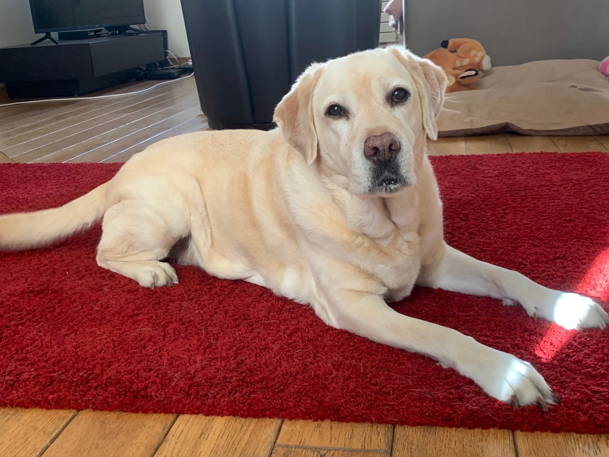 Jour 20 - promener mon chien